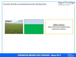 Datos al:
25/05/2014
Grado 6
100% Cubierto:
Todo el lote esta completamente
cubierto de malezas.
EVALUACIÓN MALEZAS POST COSECHA – Mayo 2014
Escala Grado enmalezamiento barbechos
 