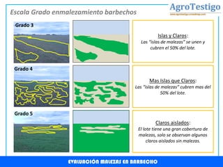 Grado 4 
Grado 5 
Grado 3 
Islas y Claros: 
Las “islas de malezas” se unen y cubren el 50% del lote. 
Mas Islas que Claros: 
Las “islas de malezas” cubren mas del 50% del lote. 
Claros aislados: 
El lote tiene una gran cobertura de malezas, solo se observan algunos claros aislados sin malezas. 
Escala Grado enmalezamiento barbechos 
EVALUACIÓN MALEZAS EN BARBECHO  