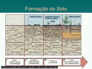 Formação do Solo
 