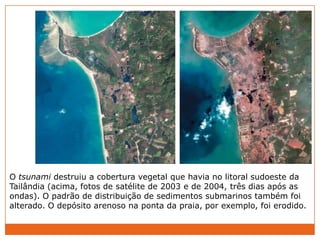 O tsunami destruiu a cobertura vegetal que havia no litoral sudoeste da
Tailândia (acima, fotos de satélite de 2003 e de 2004, três dias após as
ondas). O padrão de distribuição de sedimentos submarinos também foi
alterado. O depósito arenoso na ponta da praia, por exemplo, foi erodido.
 