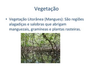 Vegetação Vegetação Litorânea (Mangues): São regiões alagadiças e salobras que abrigam manguezais, gramíneas e plantas rasteiras.   