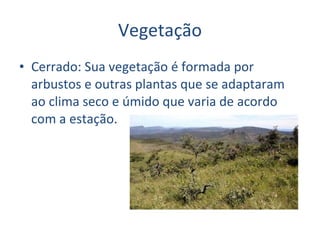 Vegetação Cerrado: Sua vegetação é formada por arbustos e outras plantas que se adaptaram ao clima seco e úmido que varia de acordo com a estação.  