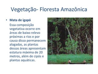 Vegetação- Floresta Amazônica Mata de igapó Essa composição vegetativa ocorre em áreas de baixo relevo próximas a rios e por causa disso permanecem alagadas, as plantas dessas áreas apresentam estatura máxima de 20 metros, além de cipós e plantas aquáticas.  
