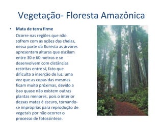 Vegetação- Floresta Amazônica Mata de terra firme  Ocorre nas regiões que não sofrem com as ações das cheias, nessa parte da floresta as árvores apresentam alturas que oscilam entre 30 e 60 metros e se desenvolvem com distâncias restritas entre si, fato que dificulta a inserção de luz, uma vez que as copas das mesmas ficam muito próximas, devido a isso quase não existem outras plantas menores, pois o interior dessas matas é escuro, tornando-se impróprias para reprodução de vegetais por não ocorrer o processo de fotossíntese.  