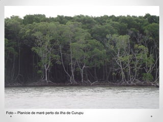 Foto – Planície de maré perto da ilha de Curupu

 