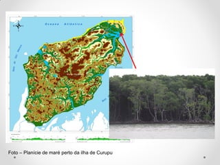 Foto – Planície de maré perto da ilha de Curupu

 