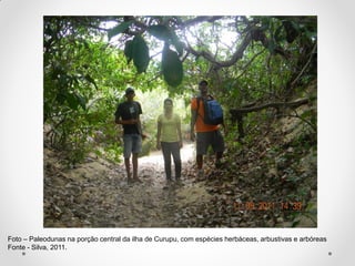 Foto – Paleodunas na porção central da ilha de Curupu, com espécies herbáceas, arbustivas e arbóreas
Fonte - Silva, 2011.

 