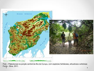 Foto – Paleodunas na porção central da ilha de Curupu, com espécies herbáceas, arbustivas e arbóreas
Fonte - Silva, 2011.

 