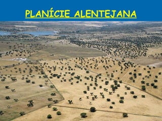 PLANÍCIE ALENTEJANA 