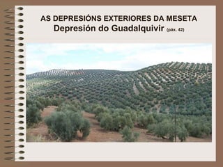 AS DEPRESIÓNS EXTERIORES DA MESETA
Depresión do Guadalquivir (páx. 42)
 