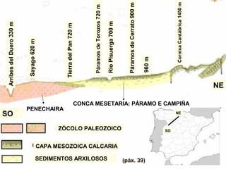 Sayago620m
PENECHAIRA
CONCA MESETARIA: PÁRAMO E CAMPIÑA
ArribesdelDuero330m
TierradelPan720m
PáramosdeTorozos720m
RioPisuerga700m
PáramosdeCerrato900m
960m
CornixaCantábrica1450m
CAPA MESOZOICA CALCARIA
SEDIMENTOS ARXILOSOS
ZÓCOLO PALEOZOICO
SO
NE
NE
SO
(páx. 39)
 