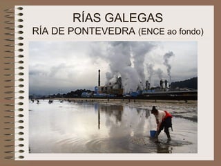RÍAS GALEGAS
RÍA DE PONTEVEDRA (ENCE ao fondo)
 