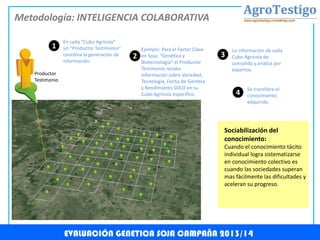 Sociabilización del
conocimiento:
Cuando el conocimiento tácito
individual logra sistematizarse
en conocimiento colectivo es
cuando las sociedades superan
mas fácilmente las dificultades y
aceleran su progreso.
Metodología: INTELIGENCIA COLABORATIVA
v
v
v v
v
v
v
v
v
v
v
vv
v
v v
v
v
v
v
v v
v
v
v
v
v
v
v
v
v
v
v
v
v
v
v
v vv
v v
vv
v
vv
vv
Productor
Testimonio
1
En cada “Cubo Agrícola”
un “Productor Testimonio”
coordina la generación de
información.
2
Ejemplo: Para el Factor Clave
en Soja: “Genética y
Biotecnología” el Productor
Testimonio recaba
información sobre Variedad,
Tecnología, Fecha de Siembra
y Rendimiento SOLO en su
Cubo Agrícola específico.
3
Lo información de cada
Cubo Agrícola de
consolida y analiza por
expertos.
4
Se transfiere el
conocimiento
adquirido.
EVALUACIÓN GENETICA SOJA CAMPAÑA 2013/14
 