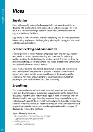 Poultryguide
14.
Egg Eating
Hens will naturally eat any broken egg shells but sometimes this can
develop into a vice where hens peck and eat unbroken eggs. This is an
issue as it can result in large losses of production, and reduce annual
egg production of the flock.
Egg eating is not caused by a nutrient deficiency and it can be prevented
by removing any broken shells regularly, placing decoy eggs in nests and
collecting eggs regularly.
Feather Pecking and Cannibalism
Feather pecking is where feathers are pulled from one hen by another
hen, and it is caused by overcrowding and boredom. To help stop
feather pecking the birds should be kept occupied. This can be done by
providing extra space for the hens to free range or scattering some wheat
and pellets for hens to scratch around.
Once feather pecking has started it is difficult to stop and can develop
into cannibalism if the problem is ignored. If not too traumatised or
injured, the victim should be removed from the flock and cared for
separately. Any hens showing signs of severe cannibalism, feather
pecking or poor health should be culled humanely.
Broodiness
This is a natural maternal instinct of hens and is needed to incubate
eggs, but it will also cause a reduction in production as the broody hen
occupies a nest but does not produce eggs. If hens are allowed to sit on
their entire clutch of eggs then they are more likely to go off the lay so
collect eggs frequently to prevent this. Broody hens should be moved to a
separate wire coop without a nest box and given feed and water. Without
physical comfort the hen should stop being broody and in a couple of
days can be returned to the flock.
Signs of broody hens are:
•	 Refusing to leave the nest box even at night
•	 Aggressiveness when approached
•	 Ruffling of feathers
•	 Making a clucking noise
Vices
 