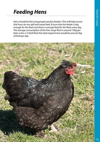 15.
Poultryguide
Hens should be fed using proper poultry feeders. This will help ensure
that hens do not spill and waste feed. Ensure that the feeder is big
enough for the flock and there is enough feed for the flock every day.
The average consumption of the free range flock is around 130g per
bird, so for a 15 bird flock the total requirement would be around 2kg
of feed per day.
Feeding Hens
 