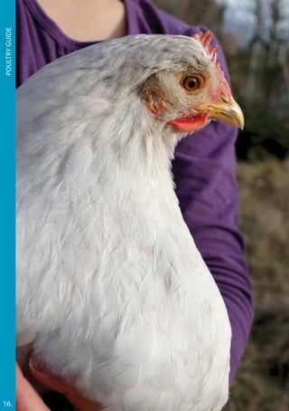 Poultryguide
16.
 