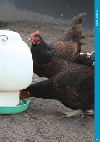 19.
Poultryguide
 