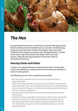 For good production choose a breed that is a proven high egg producer.
Both the Hyline and Shaver hybrid breeds are used for commercial egg
production, and have been bred for this purpose. Kept under ideal
conditions these breeds can produce over 300 eggs between 20 weeks
to 80 weeks of age. These breeds also adapt well to free range
systems, although their egg production will not be as high as
intensively housed hens.
The Hen
Poultryguide
8.
Rearing Chicks and Pullets
A chick is a young bird between hatching and six weeks. Young chicks
need to be cared for in a suitable manner that will decrease mortality, as
well as increase growth.
The following can be used as a guide for young chicks:
•	 Buy chicks from a reputable source such as a commercial hatchery or
recognised breeder.
•	 Before chicks arrive ensure the enclosure is clean and all litter is removed from
any previous batch. Clean with a detergent and spray with a sanitiser approved
for use with poultry. The goal is to minimise contamination of the environment
by viruses, bacteria and parasites.
•	 Light the enclosure well so that chicks can easily find food and water when
they first arrive.
•	 Provide a heat lamp suspended over the enclosure. Between day one and three
keep chicks at around 35 to 36o
C and gradually decrease down to 30o
C by
one week of age. At three weeks of age the temperature should be around
25o
C. By five weeks of age when chicks are fully feathered they can handle
lower temperatures.
 