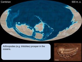 Cambrian                                                    500 m. a.




 Arthropodes (e.g. trilobites) prosper in the
 oceans.



                                                Trilobite
 