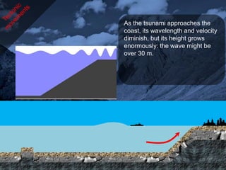 As the tsunami approaches the
coast, its wavelength and velocity
diminish, but its height grows
enormously: the wave might be
over 30 m.
 