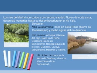 Río Guadarrama (extraído de la wikipedia)  Los ríos de Madrid son cortos y con escaso caudal. Fluyen de norte a sur, desde las montañas hasta su desembocadura en el río Tajo. Destacan: Rio Guadarrama:  nace en Siete Picos (Sierra de Guadarrama) y recibe aguas del río Aulencia . Río Jarama (extraído de la wikipedia)  Río Alberche:  nace en la sierra de Gredos y discurre al noroeste de la Comunidad. Río Jarama:  principal afluente del Tajo. Nace en la Peña Cebollera (sierra de Somosierra). Recoge aguas de los ríos: Guadalix, Lozoya, Manzanares, Henares y Tajuña. 