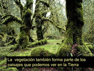 La vegetación también forma parte de los
paisajes que podemos ver en la Tierra
 