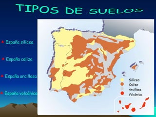 España silícea España   caliza España   arcillosa España   volcánica Caliza Silícea Arcillosa Volcánica TIPOS DE SUELOS 