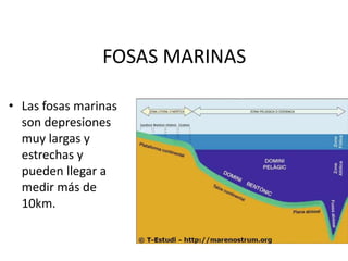FOSAS MARINASLas fosas marinas son depresiones muy largas y estrechas y pueden llegar a medir más de 10km. 