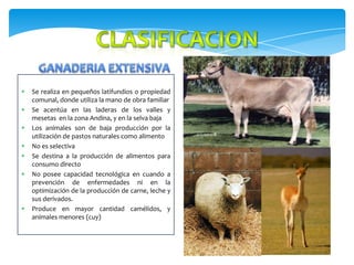 









Se realiza en pequeños latifundios o propiedad
comunal, donde utiliza la mano de obra familiar
Se acentúa en las laderas de los valles y
mesetas en la zona Andina, y en la selva baja
Los animales son de baja producción por la
utilización de pastos naturales como alimento
No es selectiva
Se destina a la producción de alimentos para
consumo directo
No posee capacidad tecnológica en cuando a
prevención de enfermedades ni en la
optimización de la producción de carne, leche y
sus derivados.
Produce en mayor cantidad camélidos, y
animales menores (cuy)

 