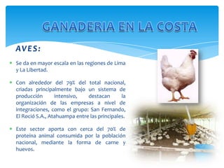 AV E S :
 Se da en mayor escala en las regiones de Lima
y La Libertad.
 Con alrededor del 79% del total nacional,
criadas principalmente bajo un sistema de
producción
intensivo,
destacan
la
organización de las empresas a nivel de
integraciones, como el grupo: San Fernando,
El Roció S.A., Atahuampa entre las principales.
 Este sector aporta con cerca del 70% de
proteína animal consumida por la población
nacional, mediante la forma de carne y
huevos.

 