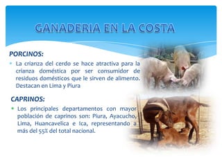 PORCINOS:
La crianza del cerdo se hace atractiva para la
crianza doméstica por ser consumidor de
residuos domésticos que le sirven de alimento.
Destacan en Lima y Piura

CAPRINOS:
 Los principales departamentos con mayor
población de caprinos son: Piura, Ayacucho,
Lima, Huancavelica e Ica, representando a
más del 55% del total nacional.

 