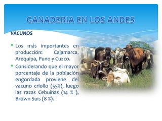 VACUNOS
 Los más importantes en
producción:
Cajamarca,
Arequipa, Puno y Cuzco.
 Considerando que el mayor
porcentaje de la población
engordada proviene del
vacuno criollo (55%), luego
las razas Cebuínas (14 % ),
Brown Suis (8 %).

 
