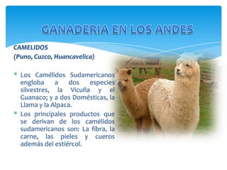 CAMELIDOS
(Puno, Cuzco, Huancavelica)
 Los Camélidos Sudamericanos
engloba
a
dos
especies
silvestres, la Vicuña y el
Guanaco; y a dos Domésticas, la
Llama y la Alpaca.
 Los principales productos que
se derivan de los camélidos
sudamericanos son: La fibra, la
carne, las pieles y cueros
además del estiércol.

 