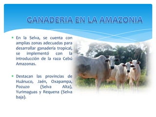  En la Selva, se cuenta con
amplias zonas adecuadas para
desarrollar ganadería tropical,
se
implementó
con
la
introducción de la raza Cebú
Amazonas.
 Destacan las provincias de
Huánuco, Jaén, Oxapampa,
Pozuzo
(Selva
Alta),
Yurimaguas y Requena (Selva
baja).

 