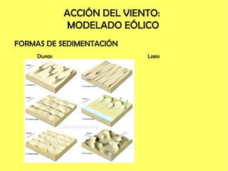 ACCIÓN DEL VIENTO:
MODELADO EÓLICO
FORMAS DE SEDIMENTACIÓN
Dunas Loess
 