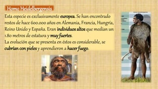 Esta especie es exclusivamente europea. Se han encontrado
restos de hace 600.000 años en Alemania, Francia, Hungría,
Reino Unido y España. Eran individuos altos que medían un
1.80 metros de estatura y muy fuertes.
La evolución que se presenta en éstos es considerable, se
cubrían con pieles y aprendieron a hacer fuego.
Homo Heidelbergensis
 