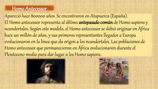 Apareció hace 800000 años. Se encontraron en Atapuerca (España).
El Homo antecessor representa al último antepasado común de Homo sapiens y
neandertales. Según este modelo, el Homo antecessor se debió originar en África
hace un millón de años, y sus primeros representantes llegados a Europa
evolucionaron en la línea que da origen a los neandertales. Las poblaciones de
Homo antecessor que permanecieron en África evolucionaron durante el
Pleistoceno medio para dar lugar a los Homo sapiens.
Homo Antecessor
 