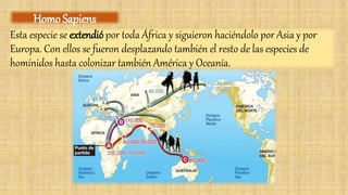 Esta especie se extendió por toda África y siguieron haciéndolo por Asia y por
Europa. Con ellos se fueron desplazando también el resto de las especies de
homínidos hasta colonizar también América y Oceanía.
Homo Sapiens
 