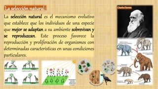 La selección natural es el mecanismo evolutivo
que establece que los individuos de una especie
que mejor se adaptan a su ambiente sobrevivan y
se reproduzcan. Este proceso favorece la
reproducción y proliferación de organismos con
determinadas características en unas condiciones
particulares.
La selección natural: CharlesDarwin
 