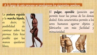 La postura erguida
y la marcha bípeda,
es decir; la
posibilidad de
caminar sobre las
piernas. Esto hizo
posible que las
manos quedaran
libres.
A lo largo de este proceso se produjeron los siguientes cambios:
El pulgar, oponible (posición que
permite tocar las yemas de los demás
dedos). Esta característica permite a los
seres humanos agarrar objetos y
fabricarlos con más facilidad y
minuciosidad.
 