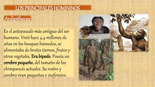 Es el antepasado más antiguo del ser
humano. Vivió hace 4,4 millones de
años en los bosques húmedos, se
alimentaba de brotes tiernos, frutos y
otros vegetales. Era bípedo. Poseía un
cerebro pequeño, del tamaño de los
chimpancés actuales. Su rostro y
cerebro eran pequeños e inofensivo.
LOS PRINCIPALES HOMININOS
Ardipithecus
 