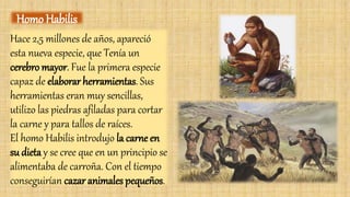 Hace 2,5 millones de años, apareció
esta nueva especie, que Tenía un
cerebro mayor. Fue la primera especie
capaz de elaborar herramientas. Sus
herramientas eran muy sencillas,
utilizo las piedras afiladas para cortar
la carne y para tallos de raíces.
El homo Habilis introdujo la carne en
su dieta y se cree que en un principio se
alimentaba de carroña. Con el tiempo
conseguirían cazar animales pequeños.
Homo Habilis
 