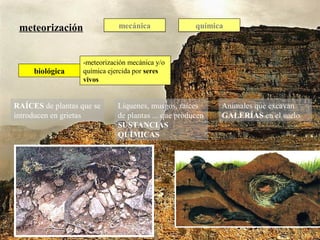 meteorización mecánica
-meteorización mecánica y/o
química ejercida por seres
vivos
química
biológica
RAÍCES de plantas que se
introducen en grietas
Líquenes, musgos, raíces
de plantas ... que producen
SUSTANCIAS
QUÍMICAS
Animales que excavan
GALERÍAS en el suelo
 