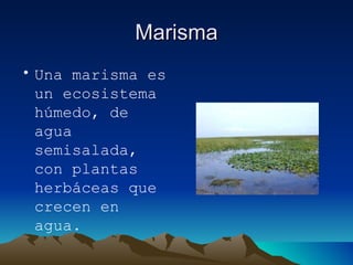 Marisma Una marisma es un ecosistema húmedo, de agua semisalada, con plantas herbáceas que crecen en agua. 