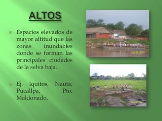    Espacios elevados de
    mayor altitud que las
    zonas      inundables
    donde se forman las
    principales ciudades
    de la selva baja.

   Ej. Iquitos,   Nauta,
    Pucallpa,        Pto.
    Maldonado.
 