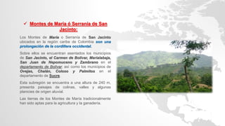  Montes de María ó Serranía de San
Jacinto:
Los Montes de María o Serranía de San Jacinto
ubicados en la región caribe de Colombia son una
prolongación de la cordillera occidental.
Sobre ellos se encuentran asentados los municipios
de San Jacinto, el Carmen de Bolívar, Maríalabaja,
San Juan de Nepomuceno y Zambrano en el
departamento de Bolívar; así como los municipios de
Ovejas, Chalán, Coloso y Palmitos en el
departamento de Sucre.
Esta subregión se encuentra a una altura de 240 m,
presenta paisajes de colinas, valles y algunas
planicies de origen aluvial.
Las tierras de los Montes de María tradicionalmente
han sido aptas para la agricultura y la ganadería.
 