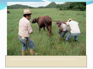 La ganadería vacuna es la principal actividad económica de la zona.
 