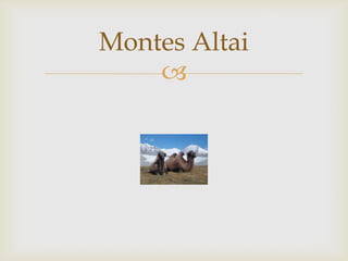 Montes Altai
    
 