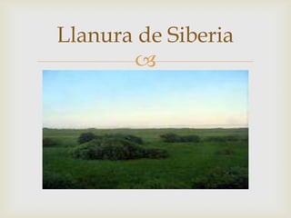 Llanura de Siberia
       
 