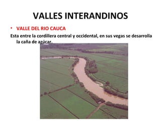 VALLES INTERANDINOS
• VALLE DEL RIO CAUCA
Esta entre la cordillera central y occidental, en sus vegas se desarrolla
la caña de azúcar.
 